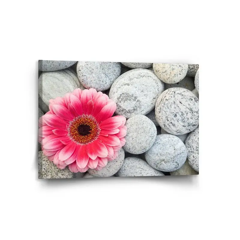 Obraz Gerbera na kamenech - 120x80 cm
