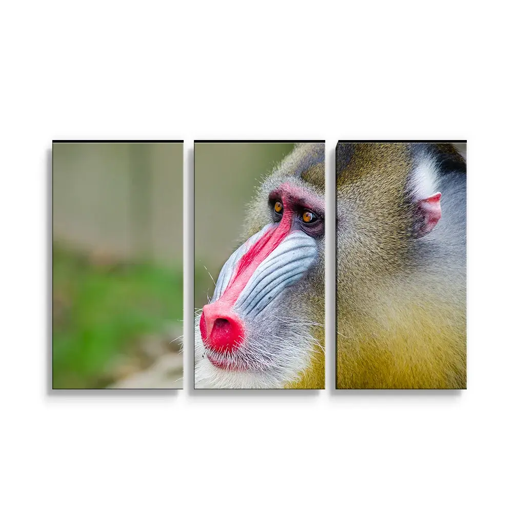 Obraz - 3-dílný Mandril - 120x80 cm