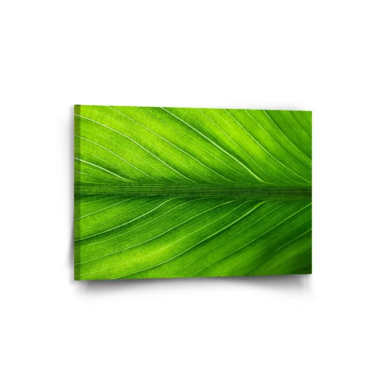 Obraz List 2 - 90x60 cm