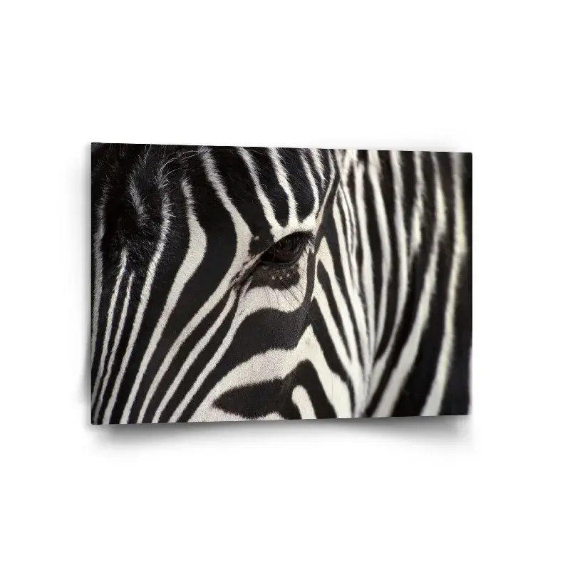Obraz Detail zebra - 120x80 cm