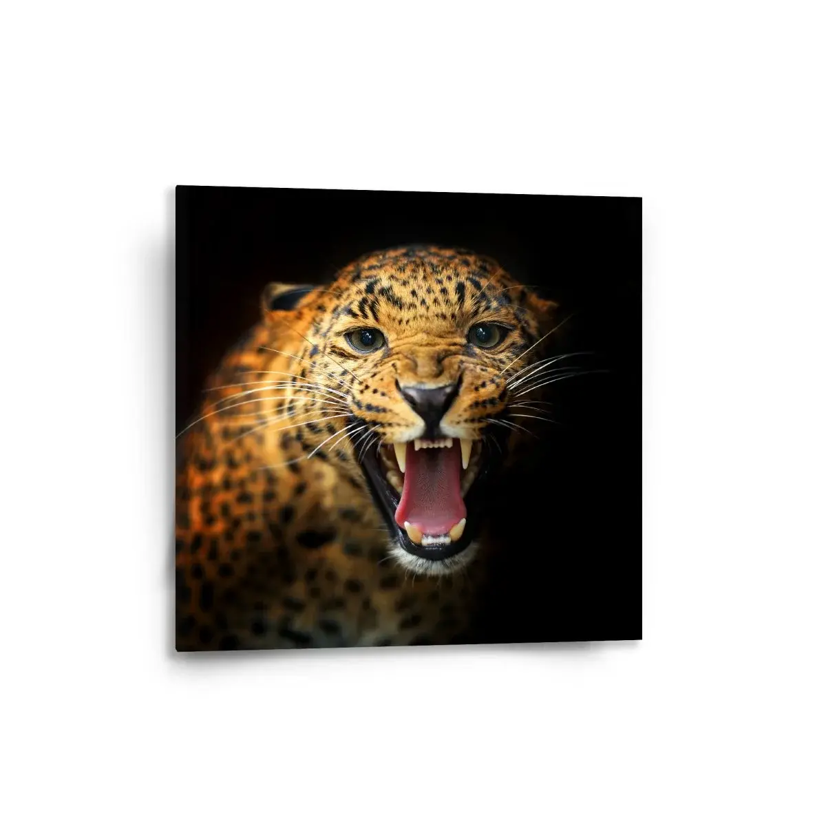 Obraz Gepard 2 - 50x50 cm