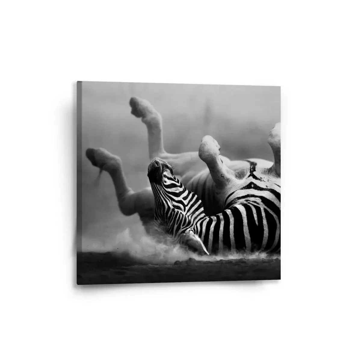 Obraz Válející se zebra - 50x50 cm