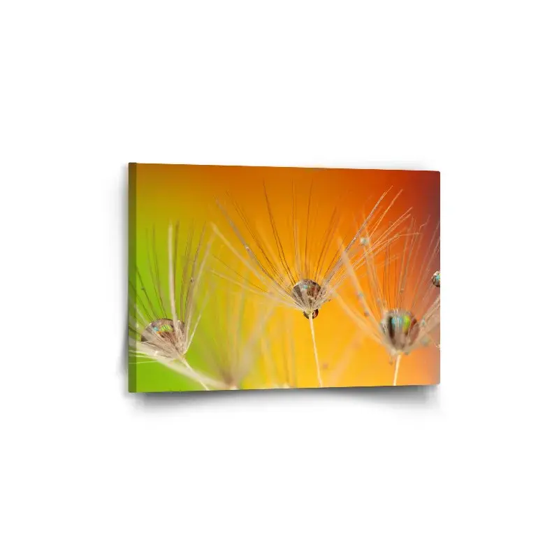 Obraz Odkvetlé pampelišky 2 - 60x40 cm