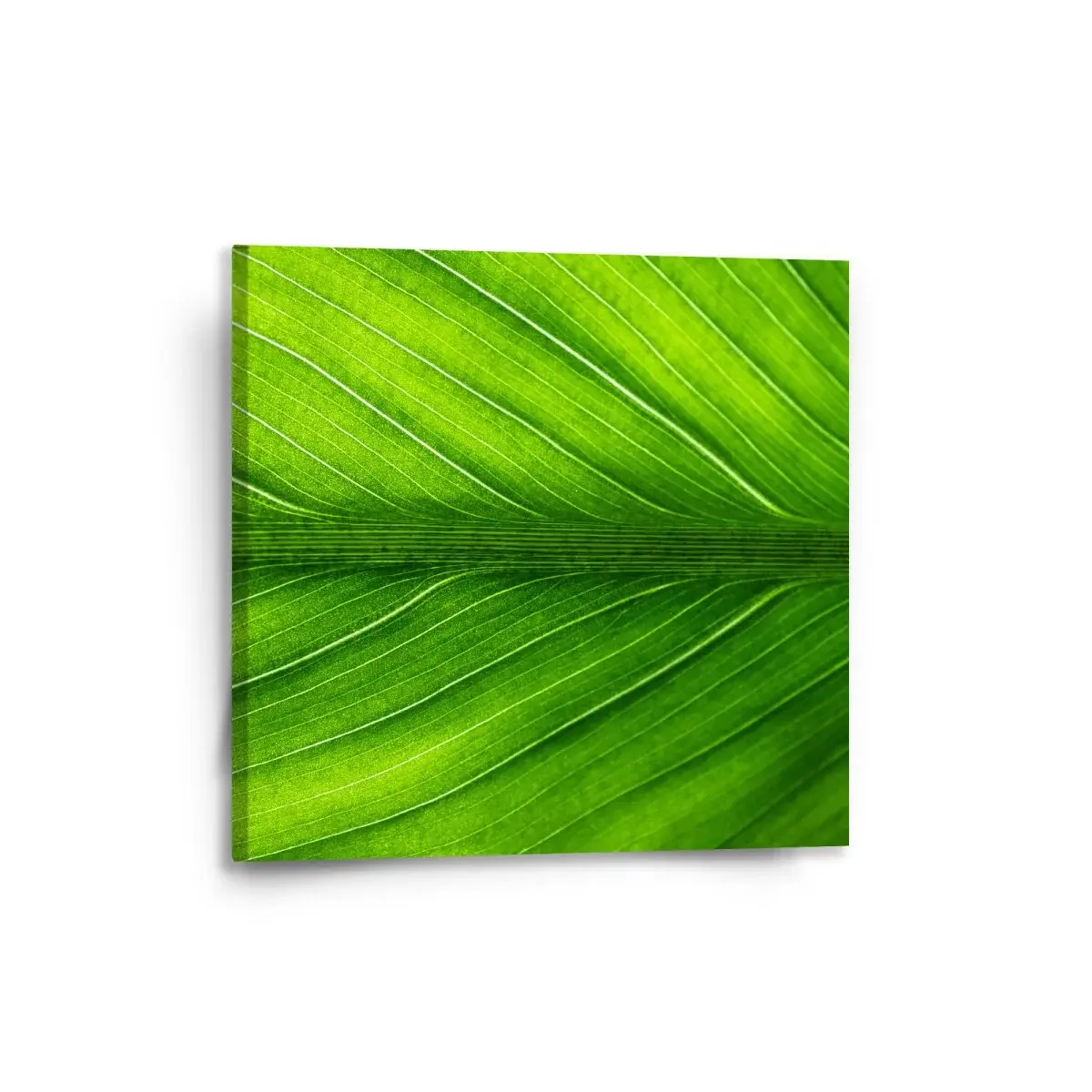 Obraz List 2 - 50x50 cm