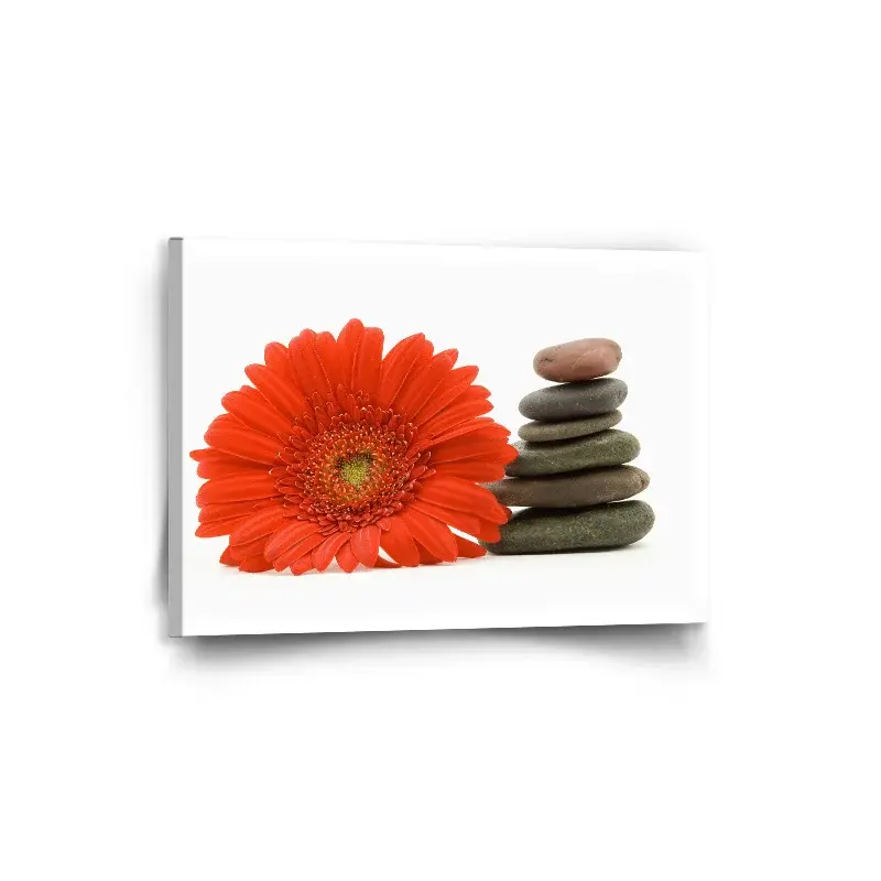 Obraz Gerbera s kameny - 90x60 cm