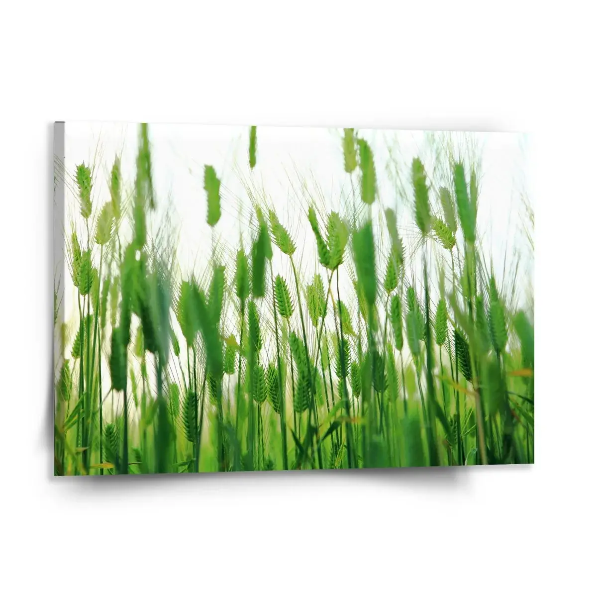 Obraz Klasy - 150x110 cm