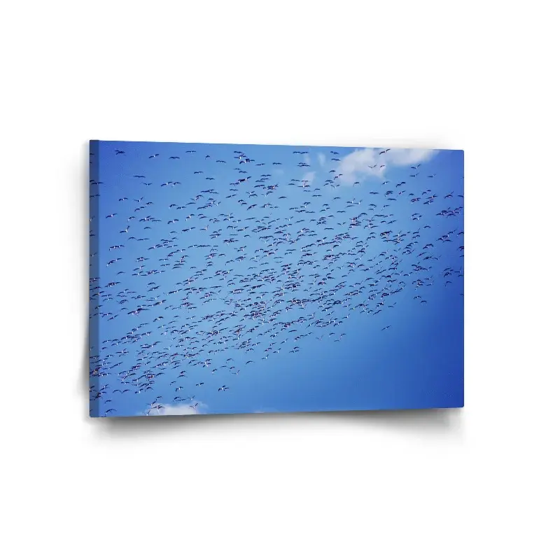 Obraz Hejno ptáků - 120x80 cm