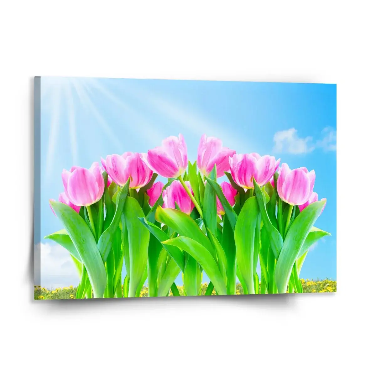 Obraz Růžové tulipány - 150x110 cm