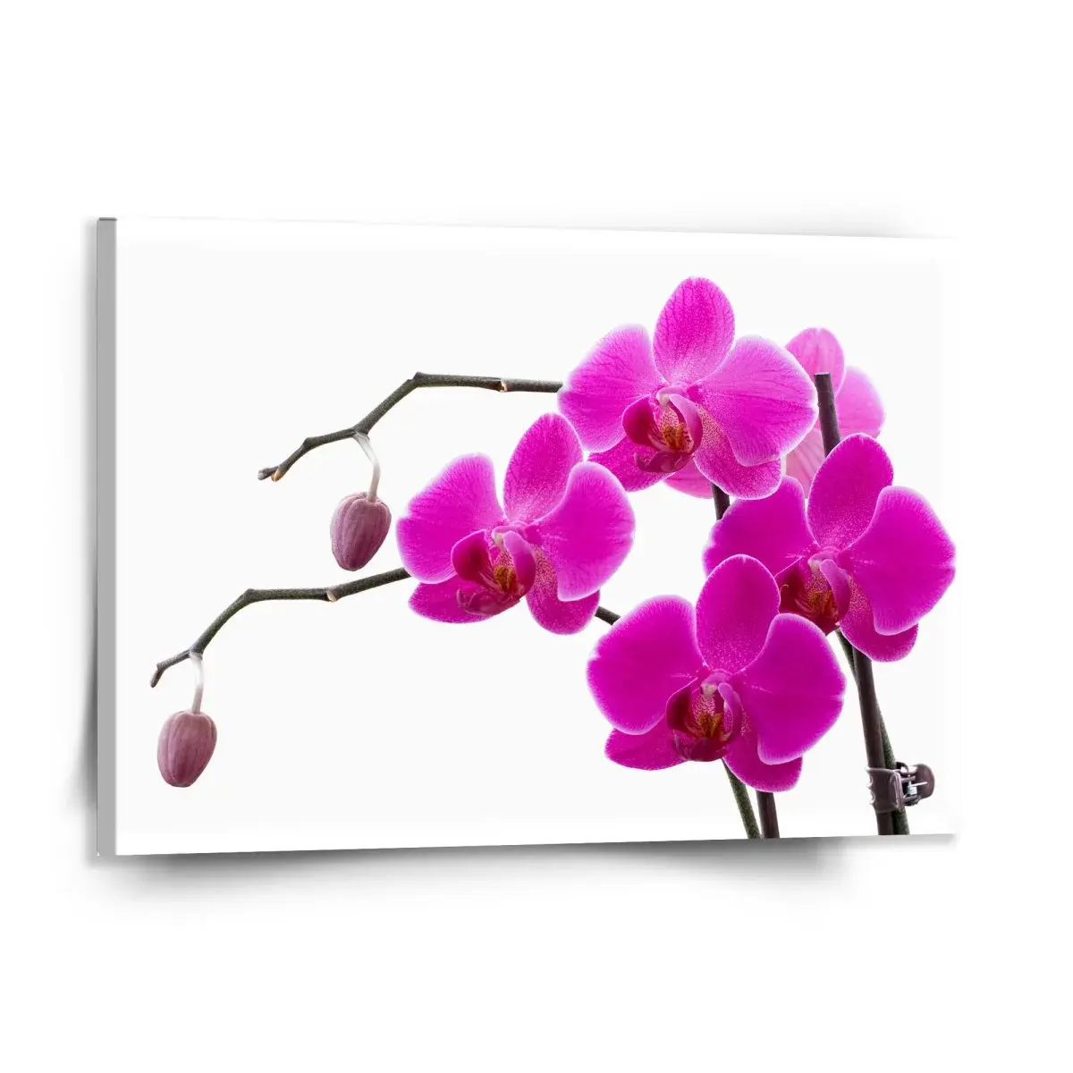 Obraz Fialové orchideje - 150x110 cm