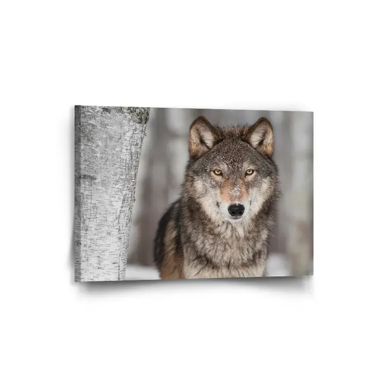Obraz Vlk 2 - 90x60 cm