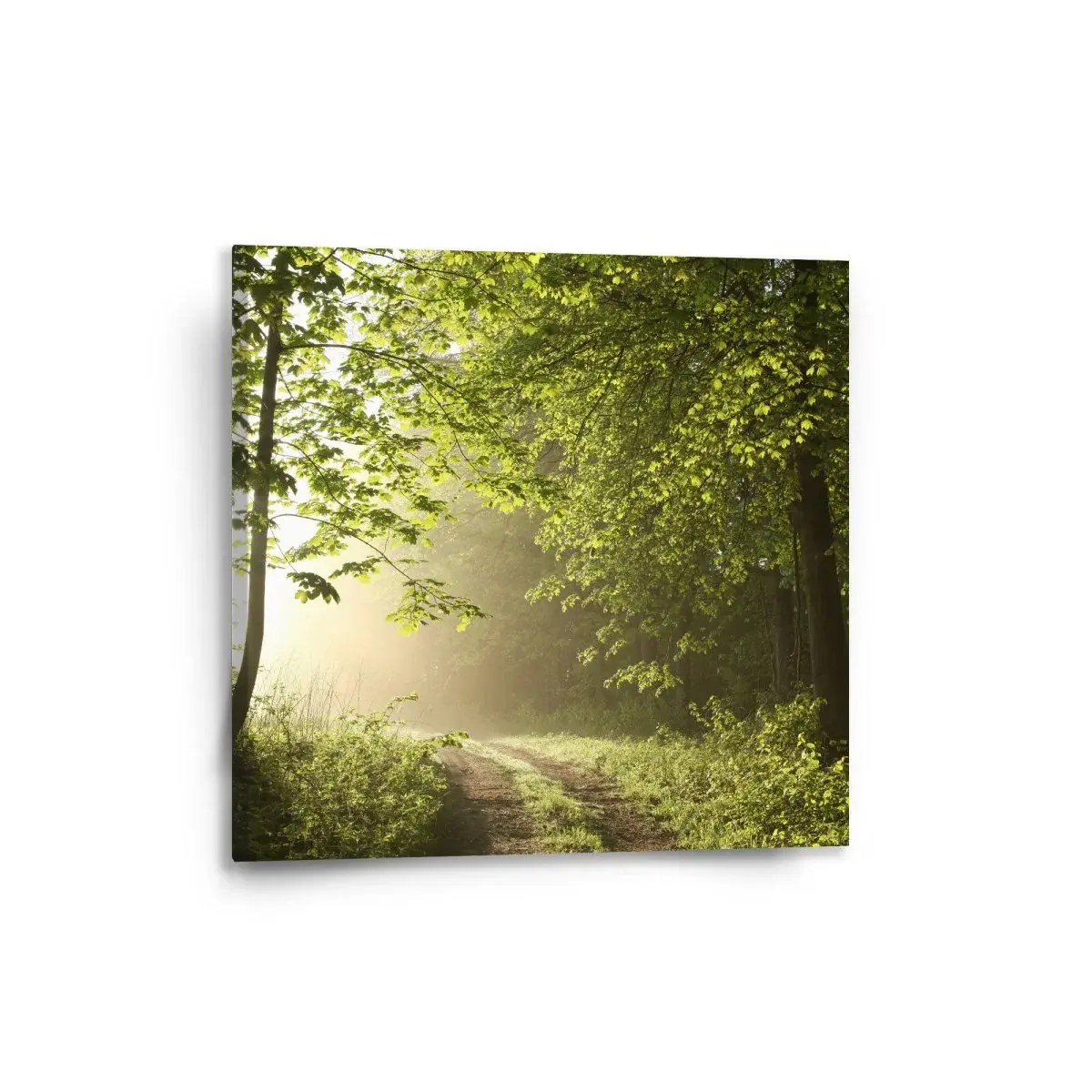 Obraz Lesní cesta - 50x50 cm
