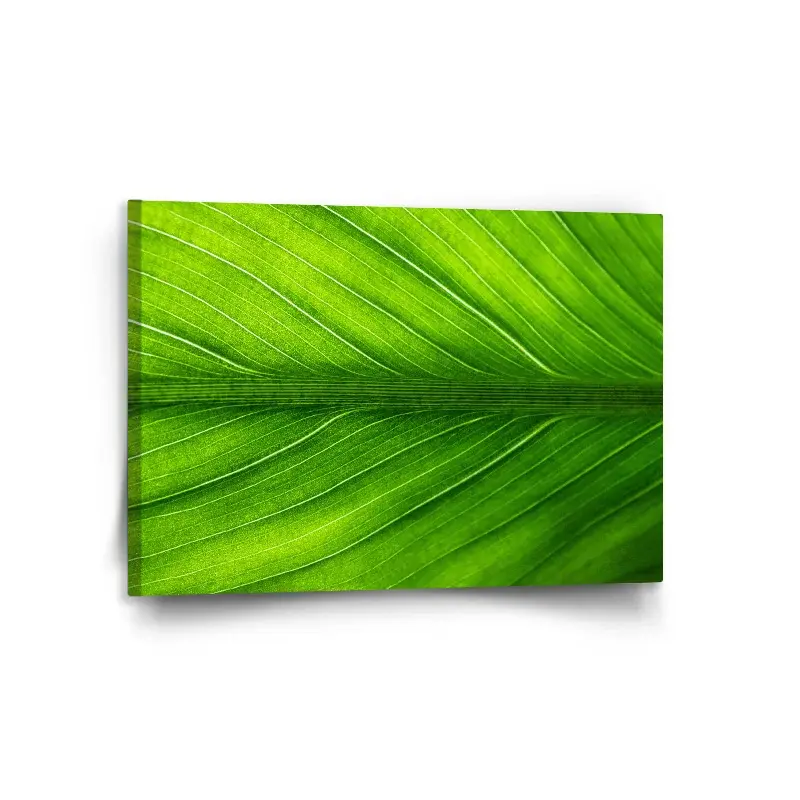 Obraz List 2 - 120x80 cm