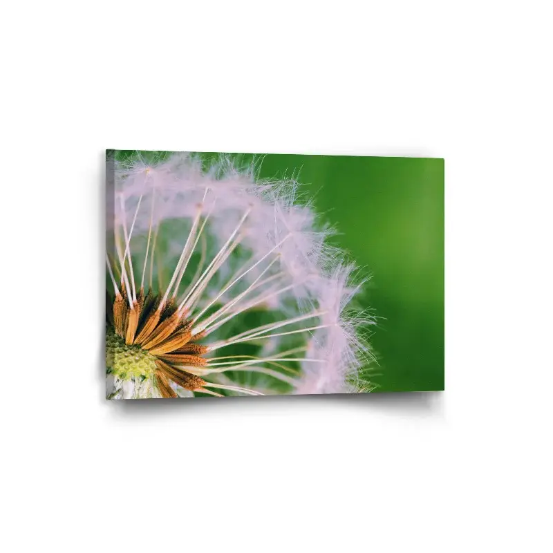 Obraz Odkvetlé pampelišky 3 - 90x60 cm