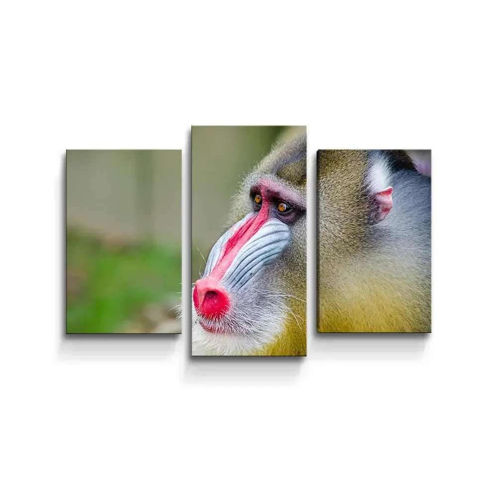 Obraz - 3-dílný Mandril - 75x50 cm