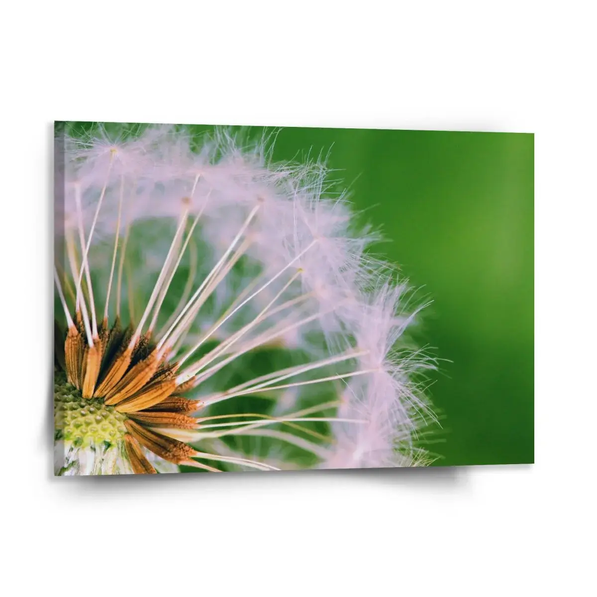 Obraz Odkvetlé pampelišky 3 - 150x110 cm