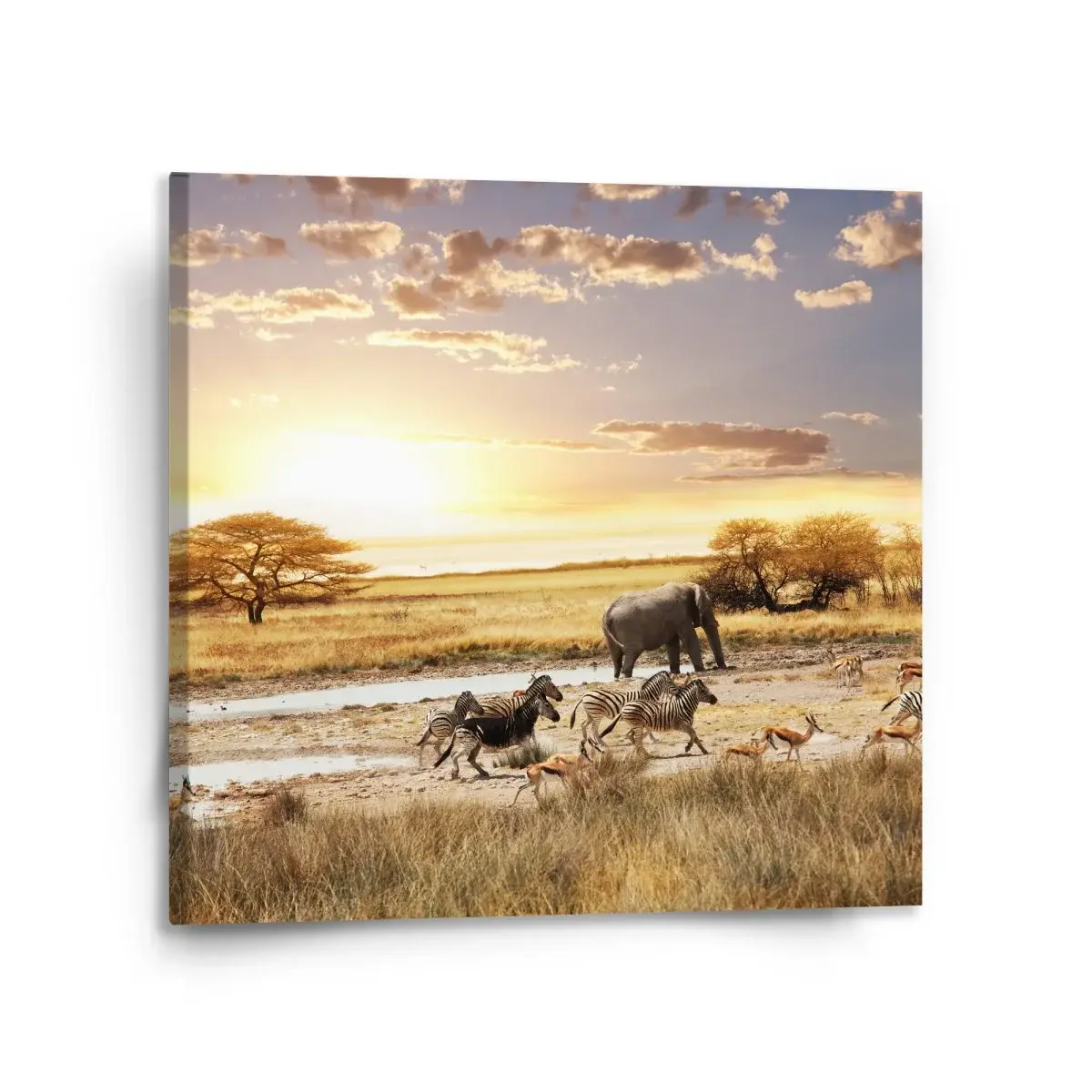 Obraz Safari - 110x110 cm