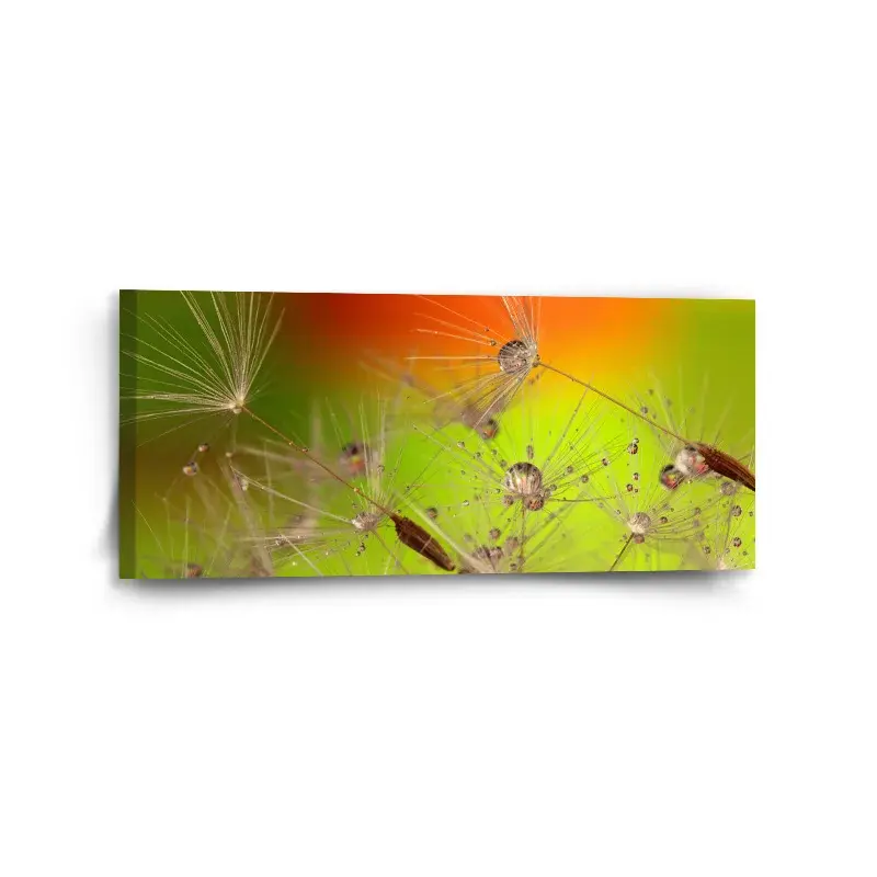 Obraz Odkvetlé pampelišky - 110x50 cm