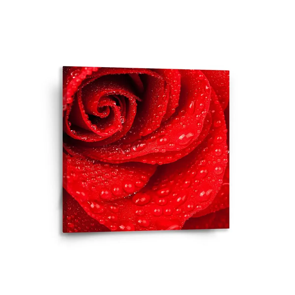 Obraz Květ růže - 50x50 cm