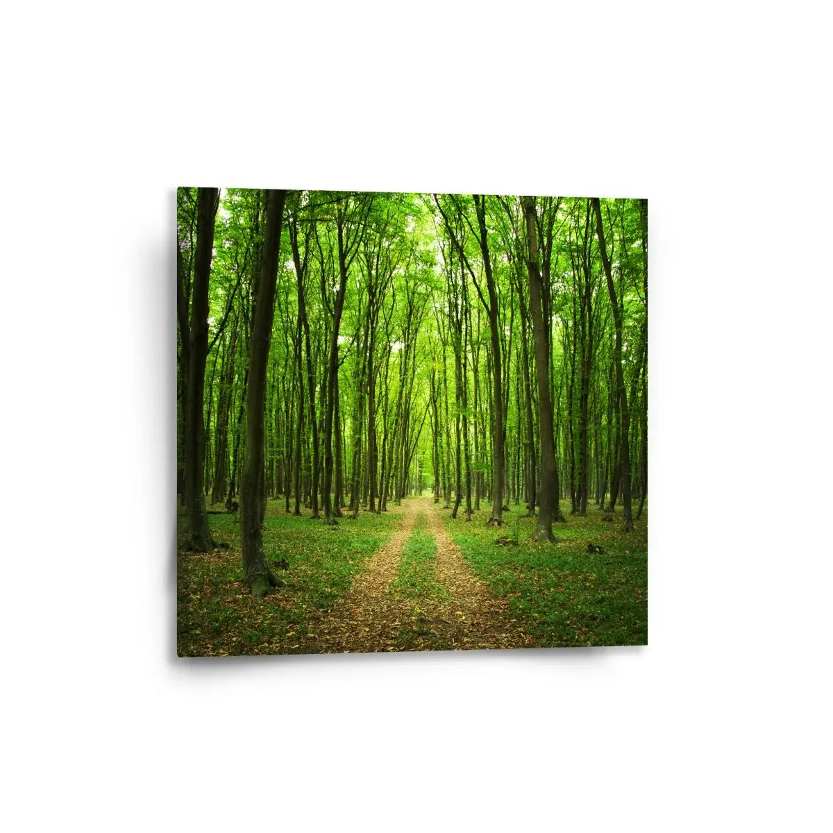 Obraz Cesta v lese - 50x50 cm