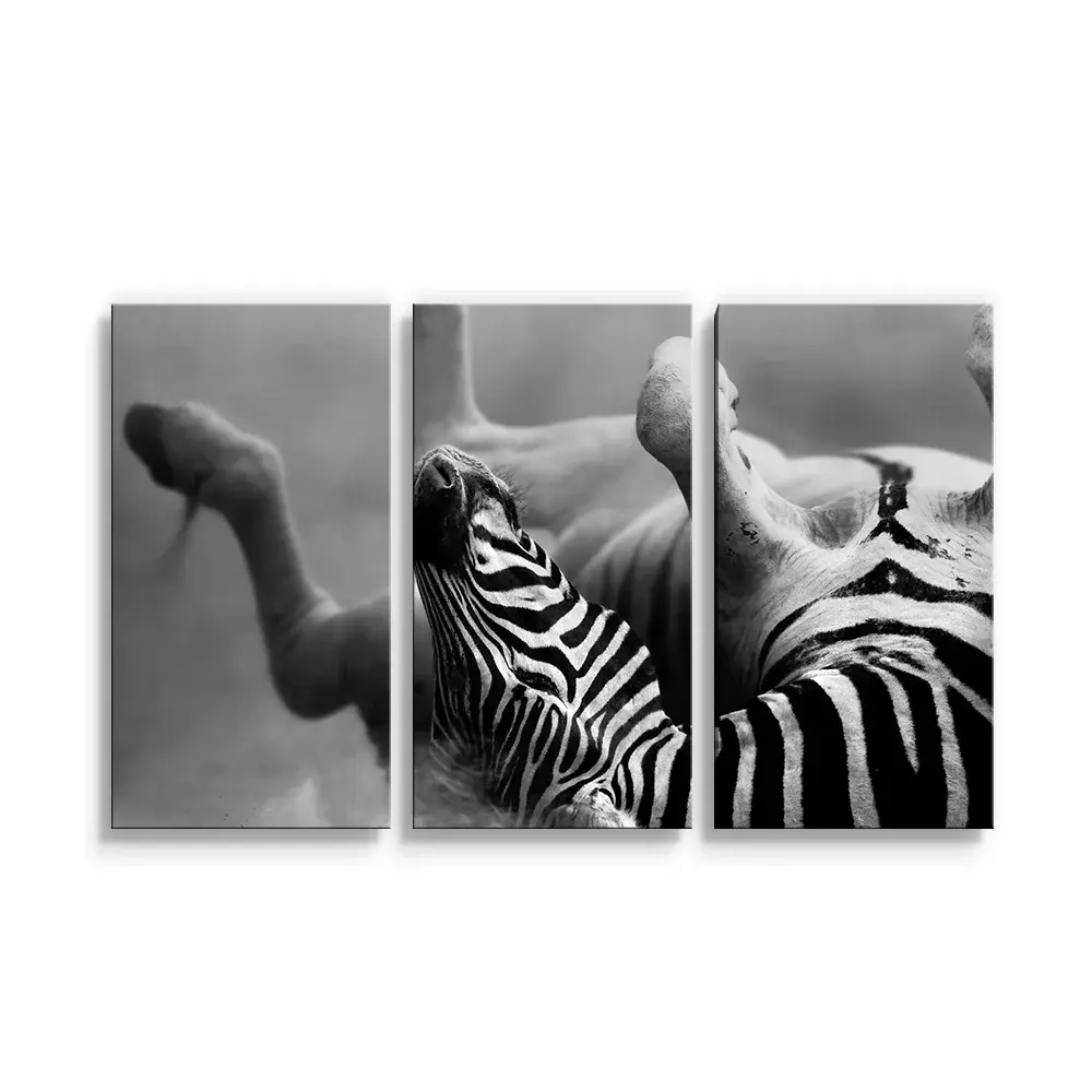 Obraz - 3-dílný Válející se zebra - 120x80 cm