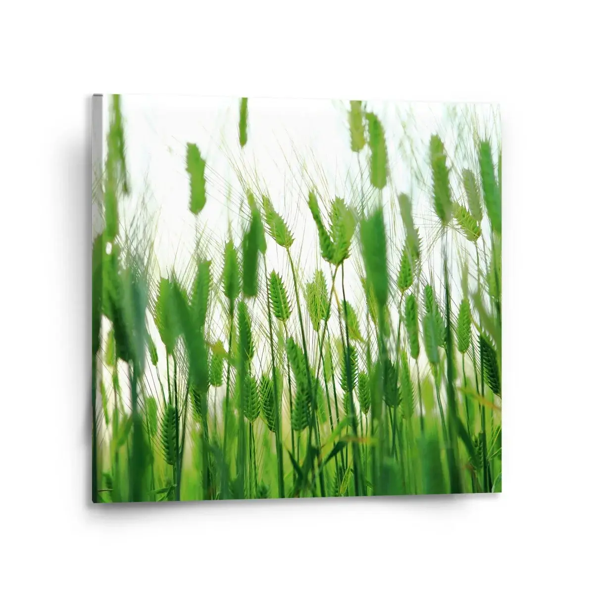 Obraz Klasy - 110x110 cm