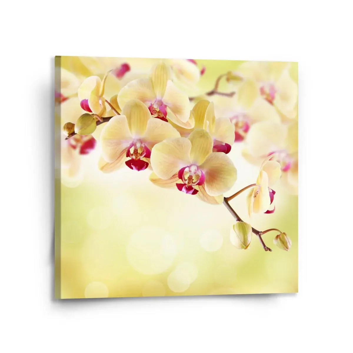 Obraz Orchidej 2 - 110x110 cm