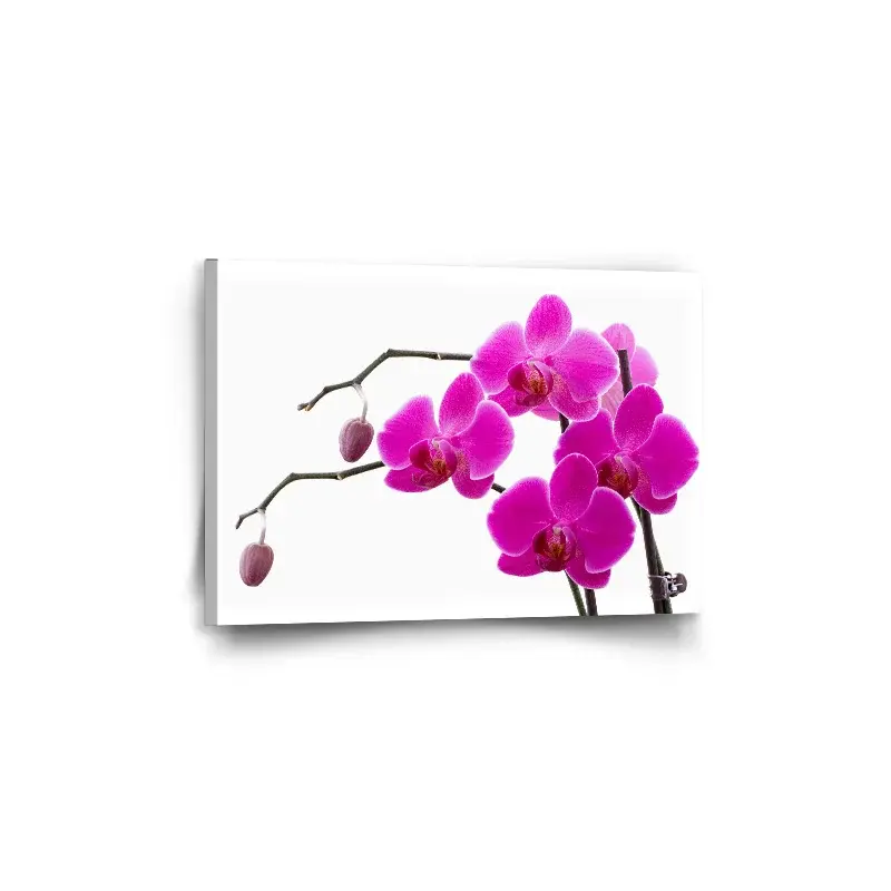 Obraz Fialové orchideje - 60x40 cm