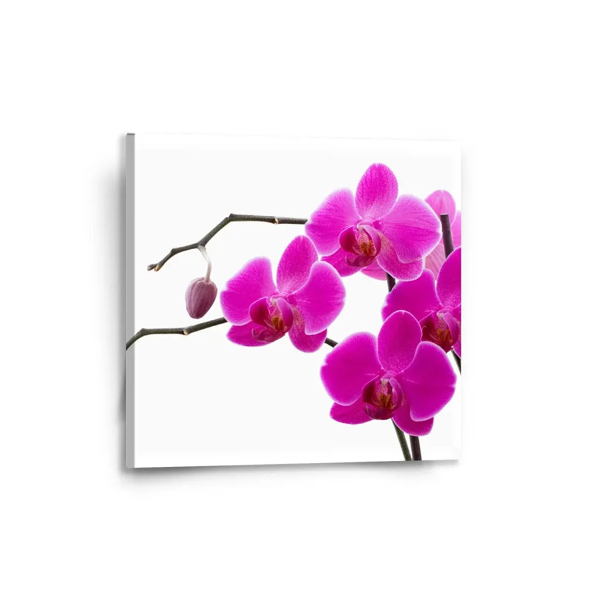 Obraz Fialové orchideje - 50x50 cm