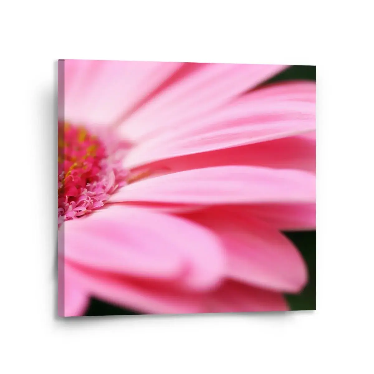 Obraz Růžová gerbera - 110x110 cm