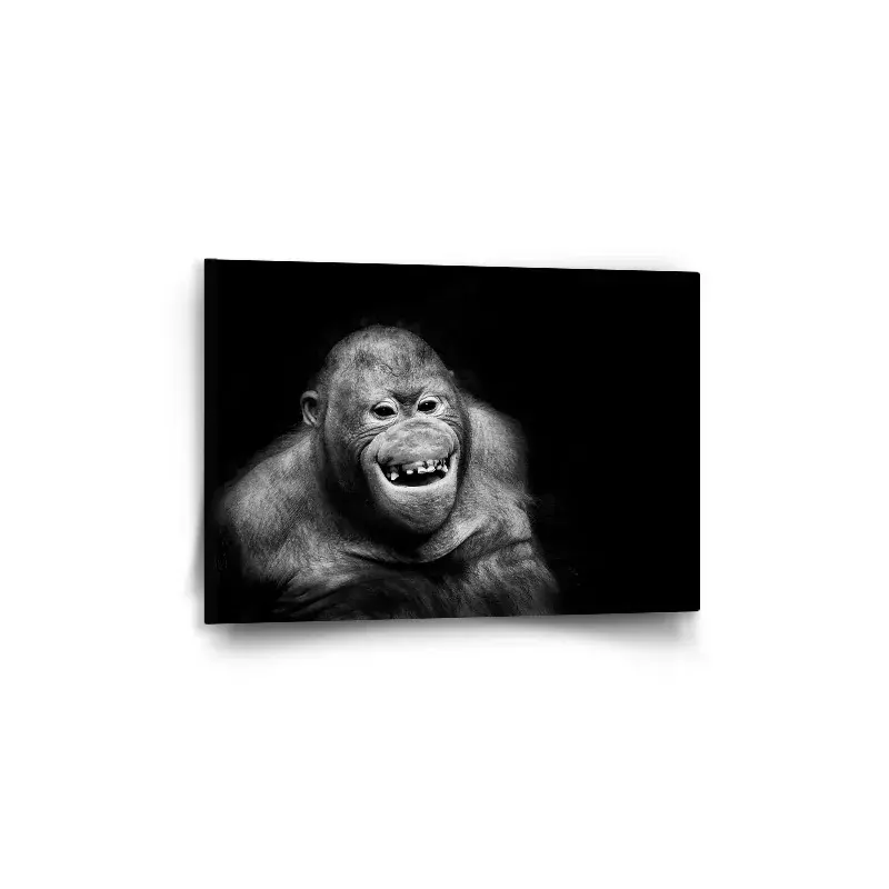 Obraz Orangutan - 60x40 cm
