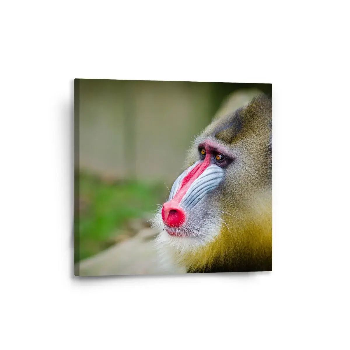 Obraz Mandril - 50x50 cm
