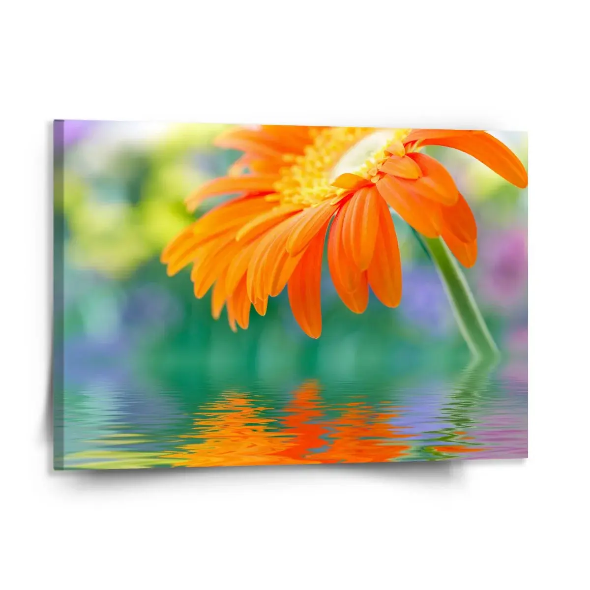Obraz Oranžová gerbera - 150x110 cm