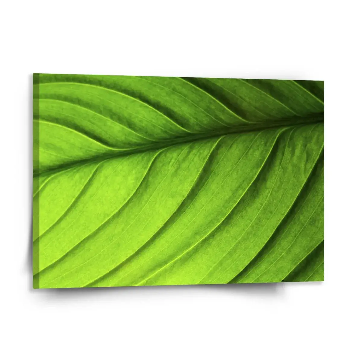 Obraz List - 150x110 cm