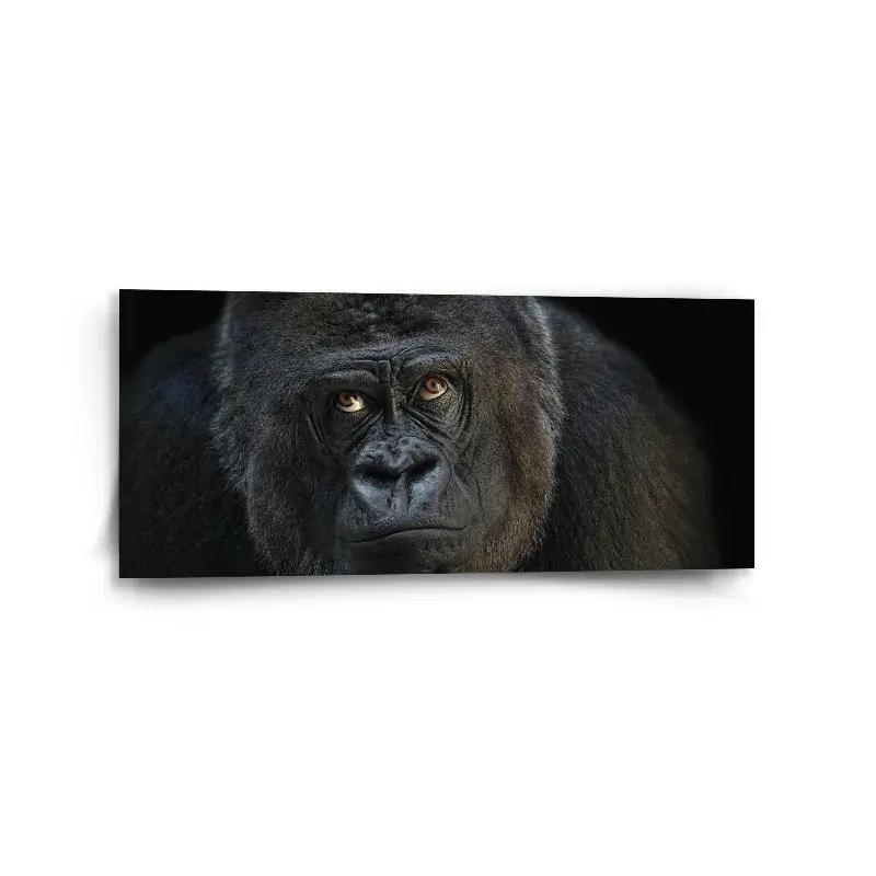 Obraz Gorila - 110x50 cm