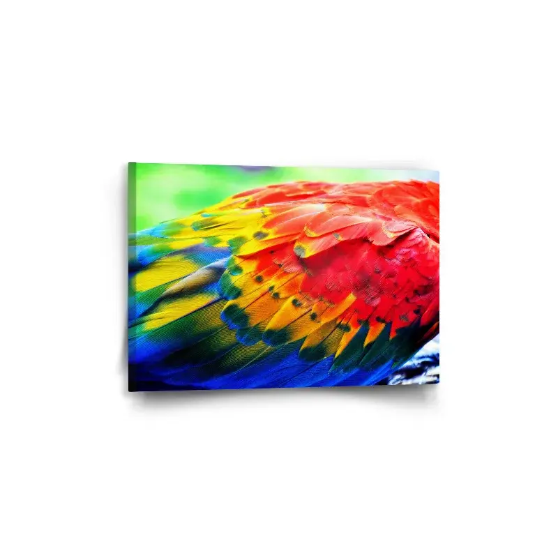 Obraz Barevné peří 2 - 60x40 cm