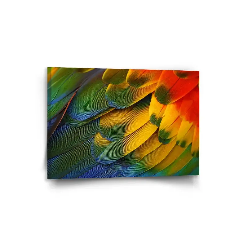 Obraz Barevné peří - 90x60 cm