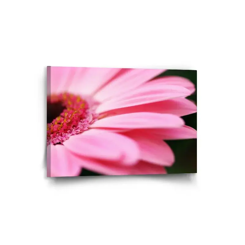 Obraz Růžová gerbera - 90x60 cm