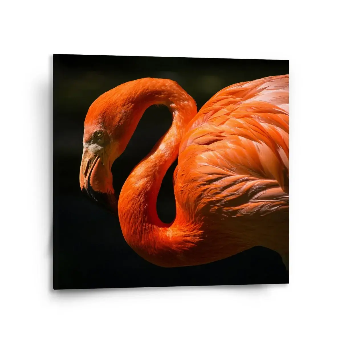 Obraz Plameňák - 110x110 cm