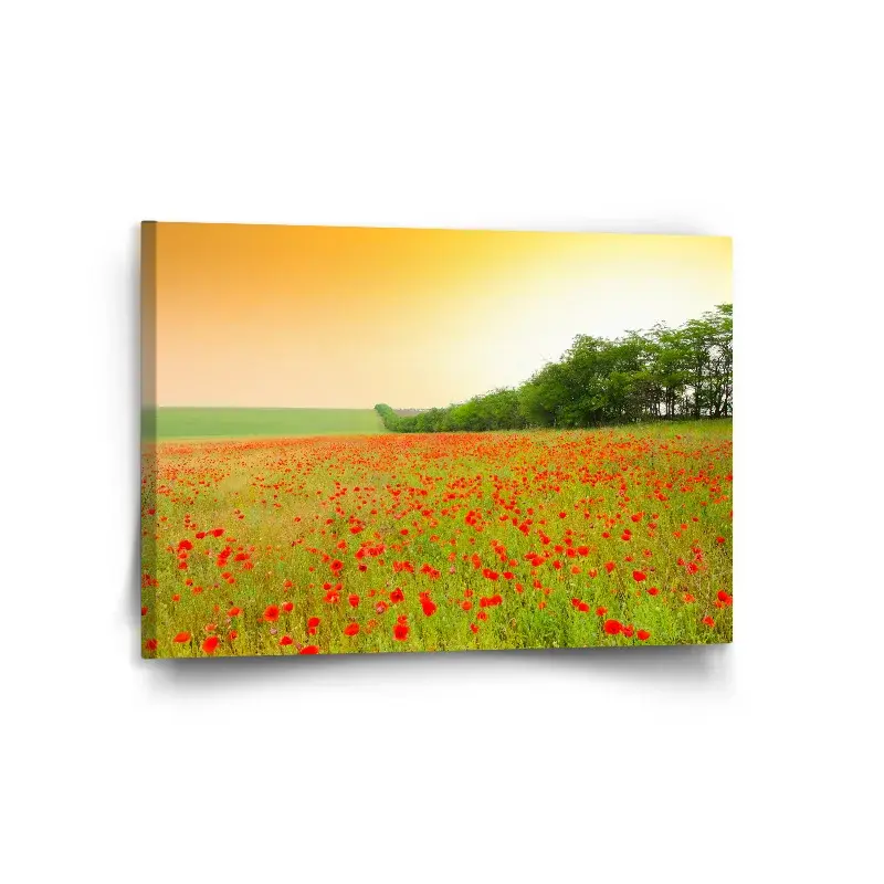 Obraz Pole vlčích máků - 120x80 cm