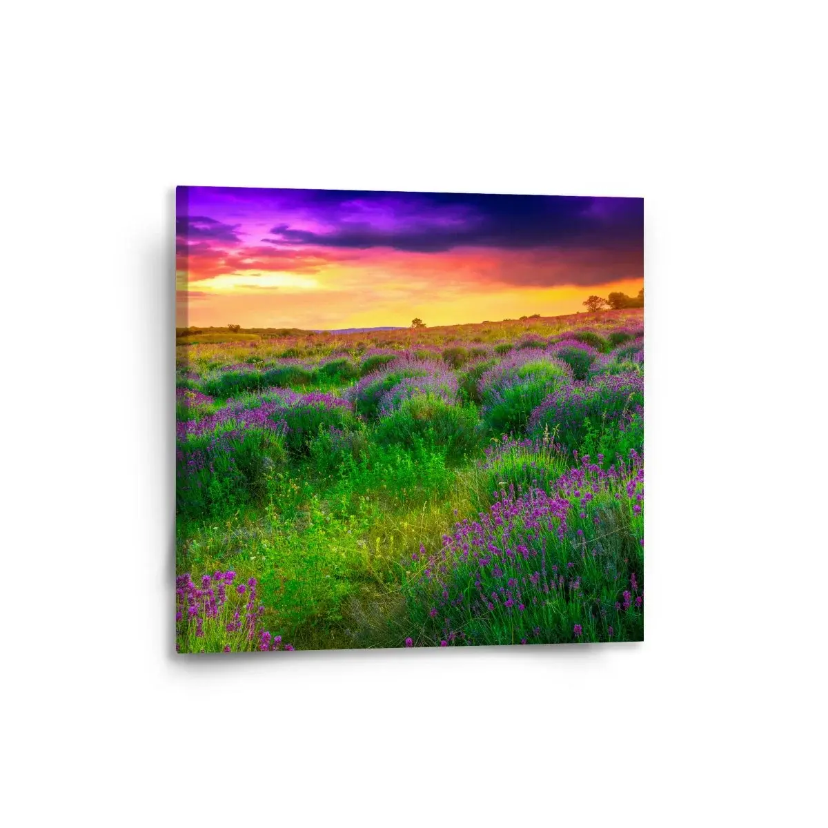 Obraz Levandulové pole - 50x50 cm