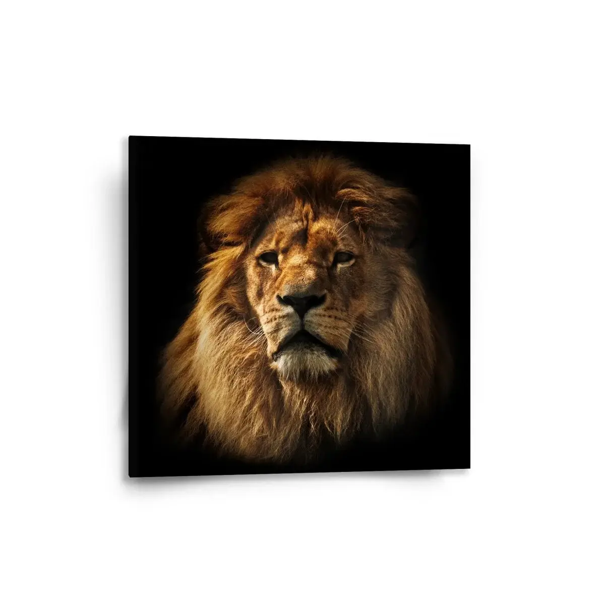 Obraz Lev - 50x50 cm