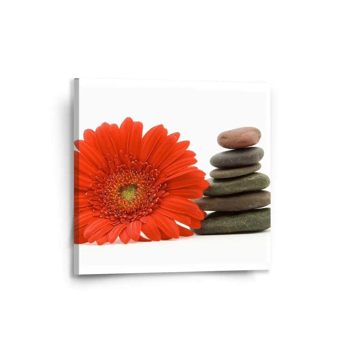 Obraz Gerbera s kameny - 50x50 cm