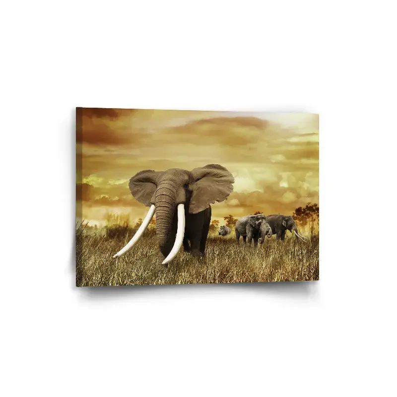 Obraz Slon Africký - 90x60 cm