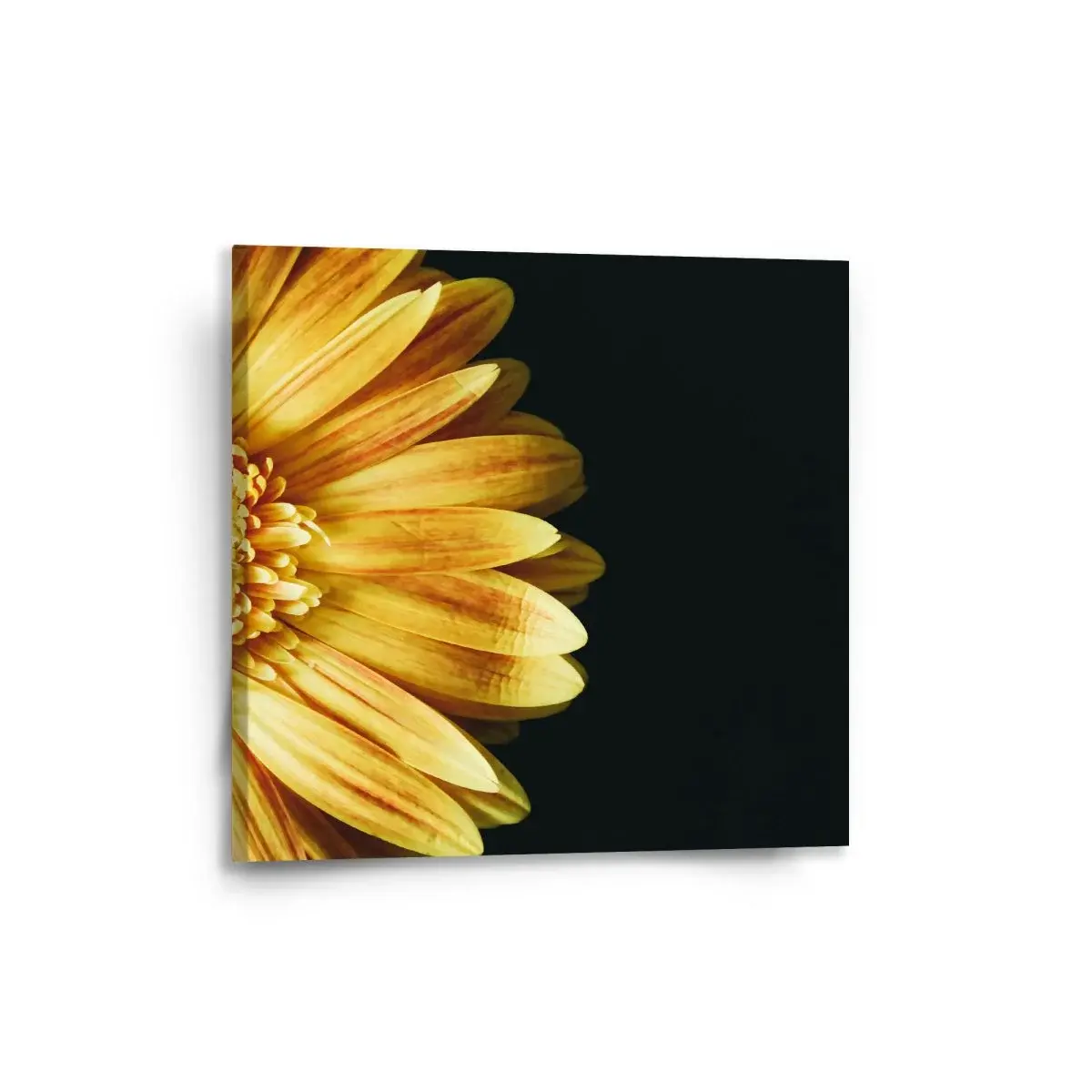 Obraz žlutá gerbera - 50x50 cm