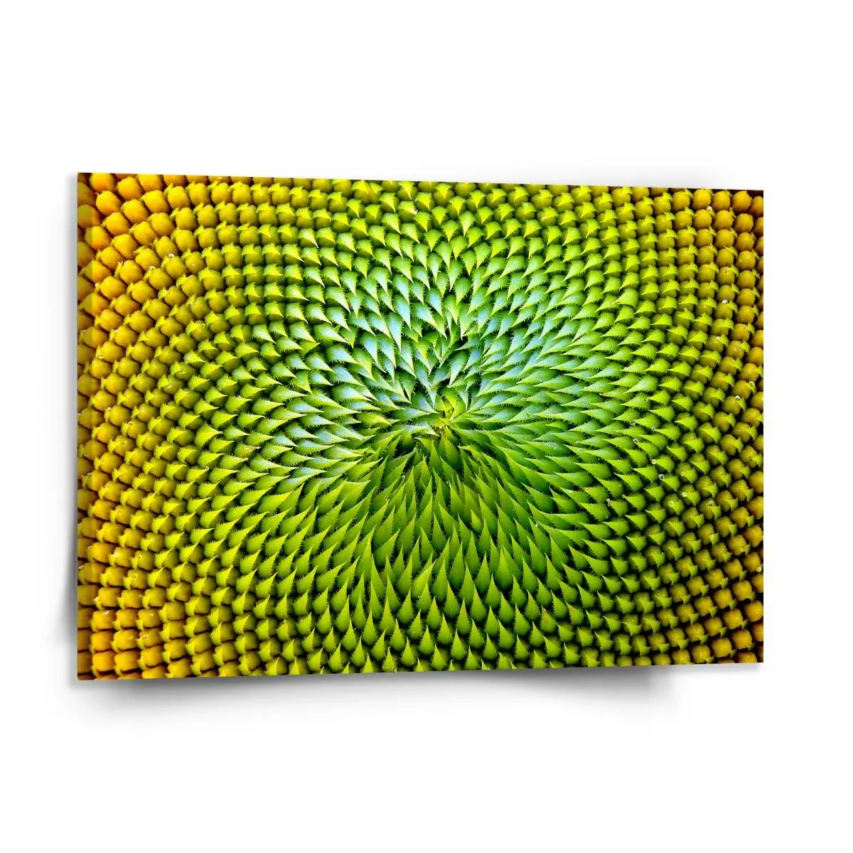 Obraz Detailní květ - 150x110 cm