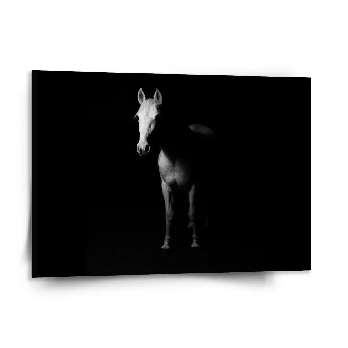 Obraz Kůň ve stínu - 150x110 cm