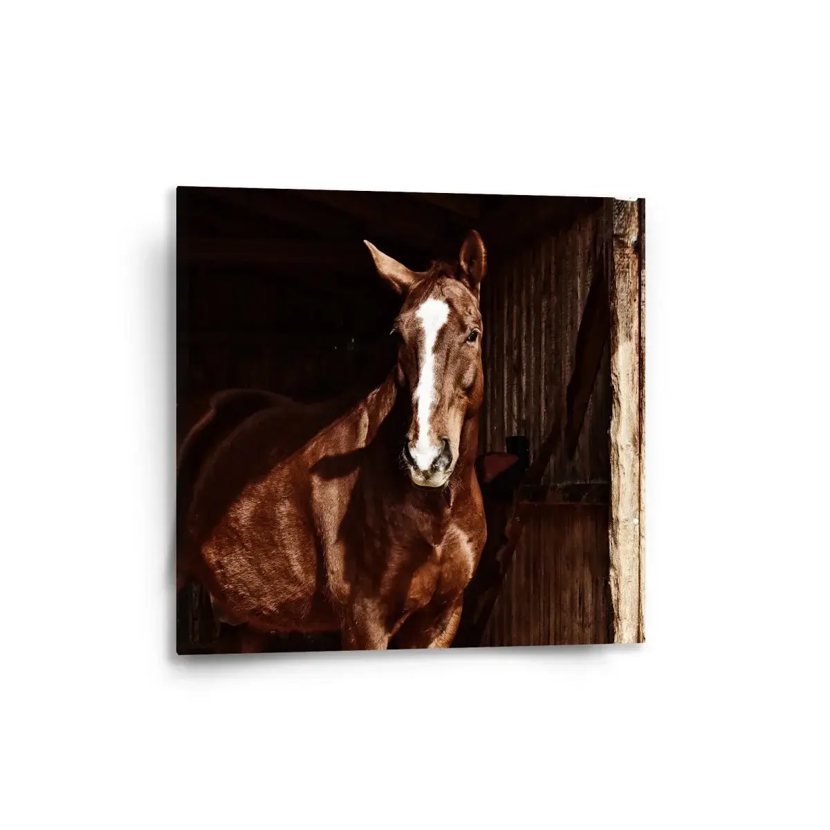 Obraz Kůň ve stáji - 50x50 cm