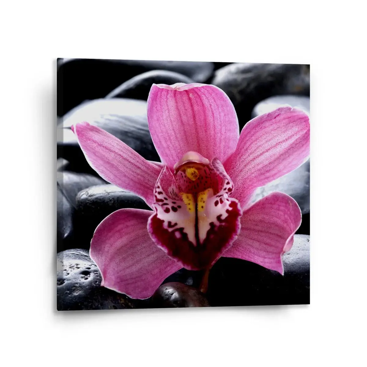 Obraz Růžová orchidea - 110x110 cm