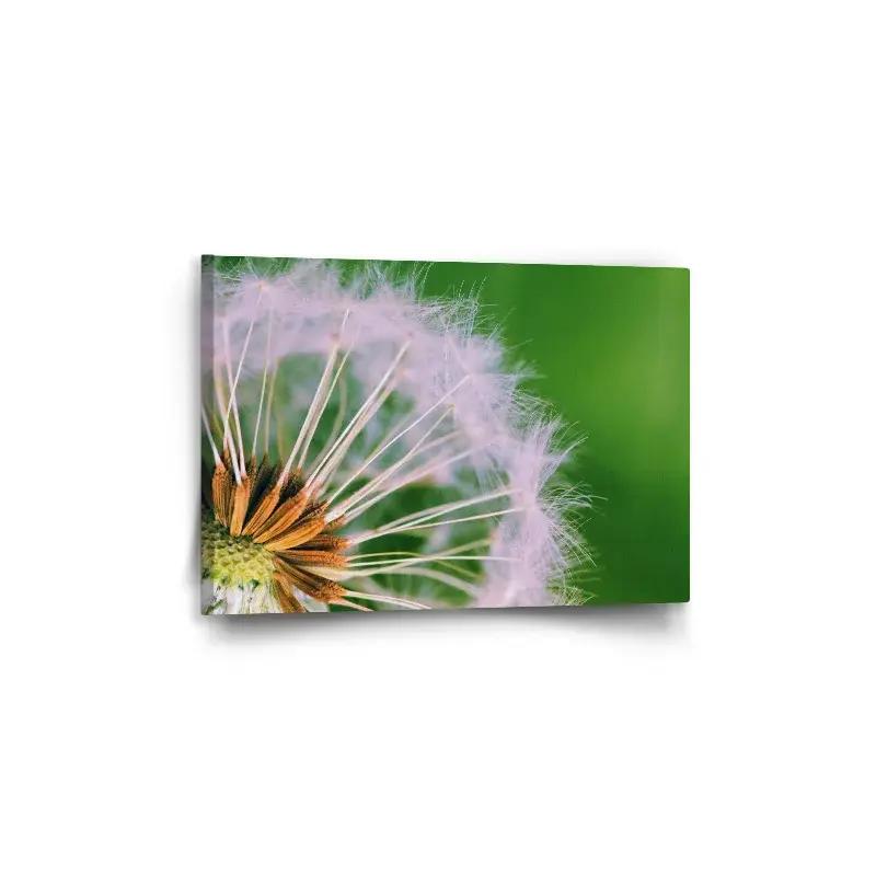Obraz Odkvetlé pampelišky 3 - 60x40 cm