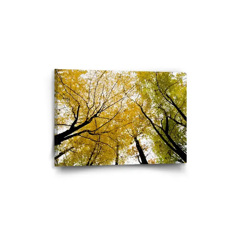 Obraz Koruny stromů - 60x40 cm
